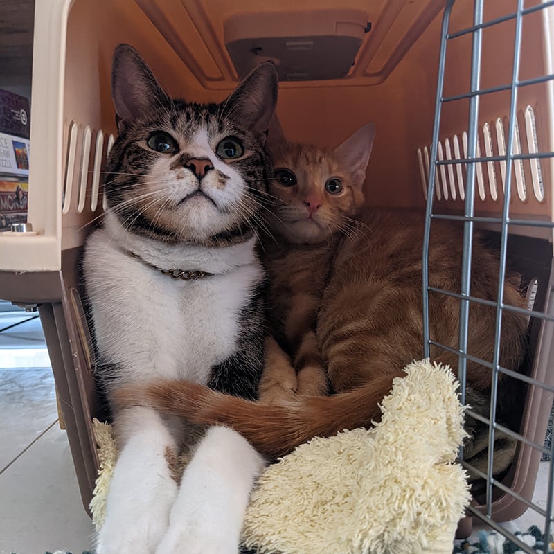 Enlarge Image: Two very beautiful kittens, cuddling in a carrying cage