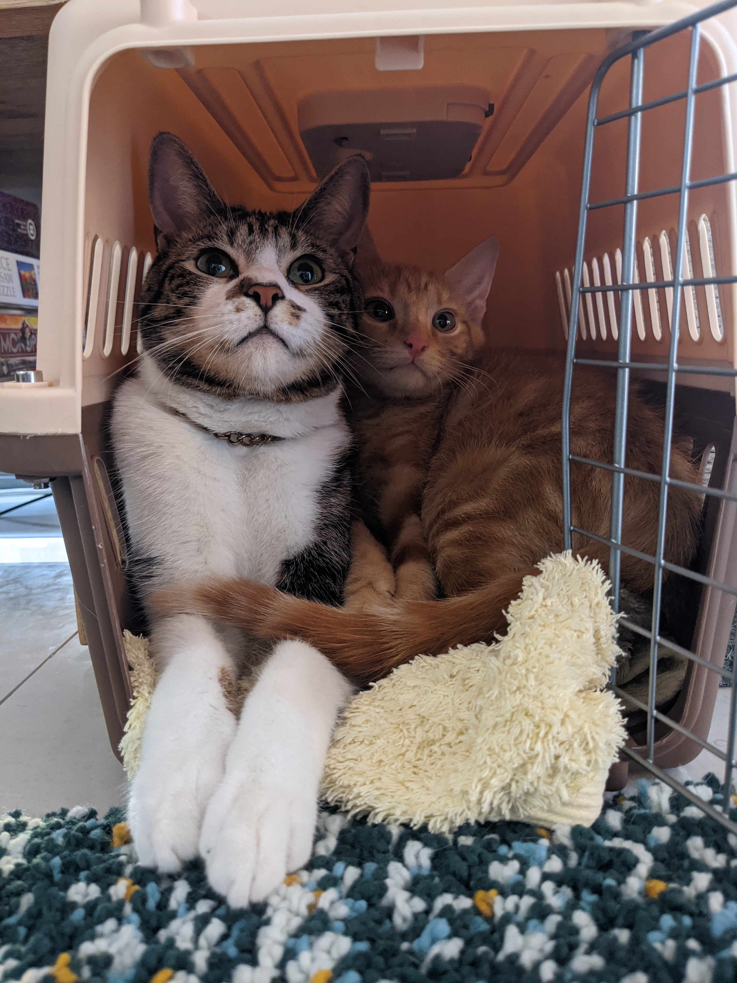 Two very beautiful kittens, cuddling in a carrying cage