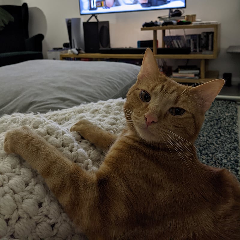 Enlarge Image: Ginger kitten laying on the couch, paws extended, looking proudly at the camera